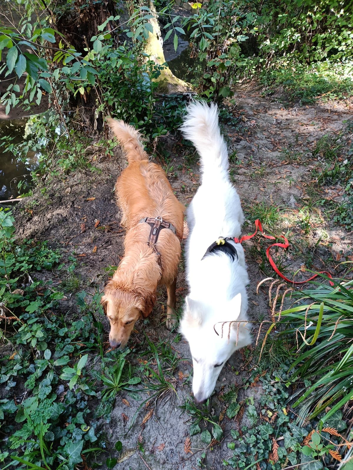 Tartine et Sierra, chiennes en balade