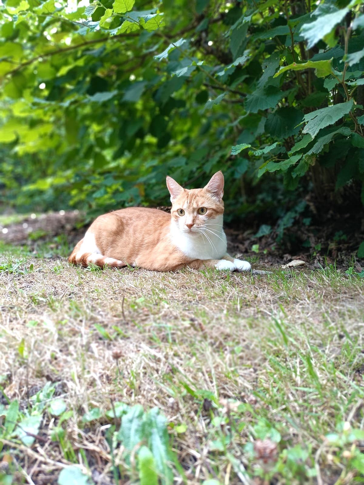 Thiroux, chat roux